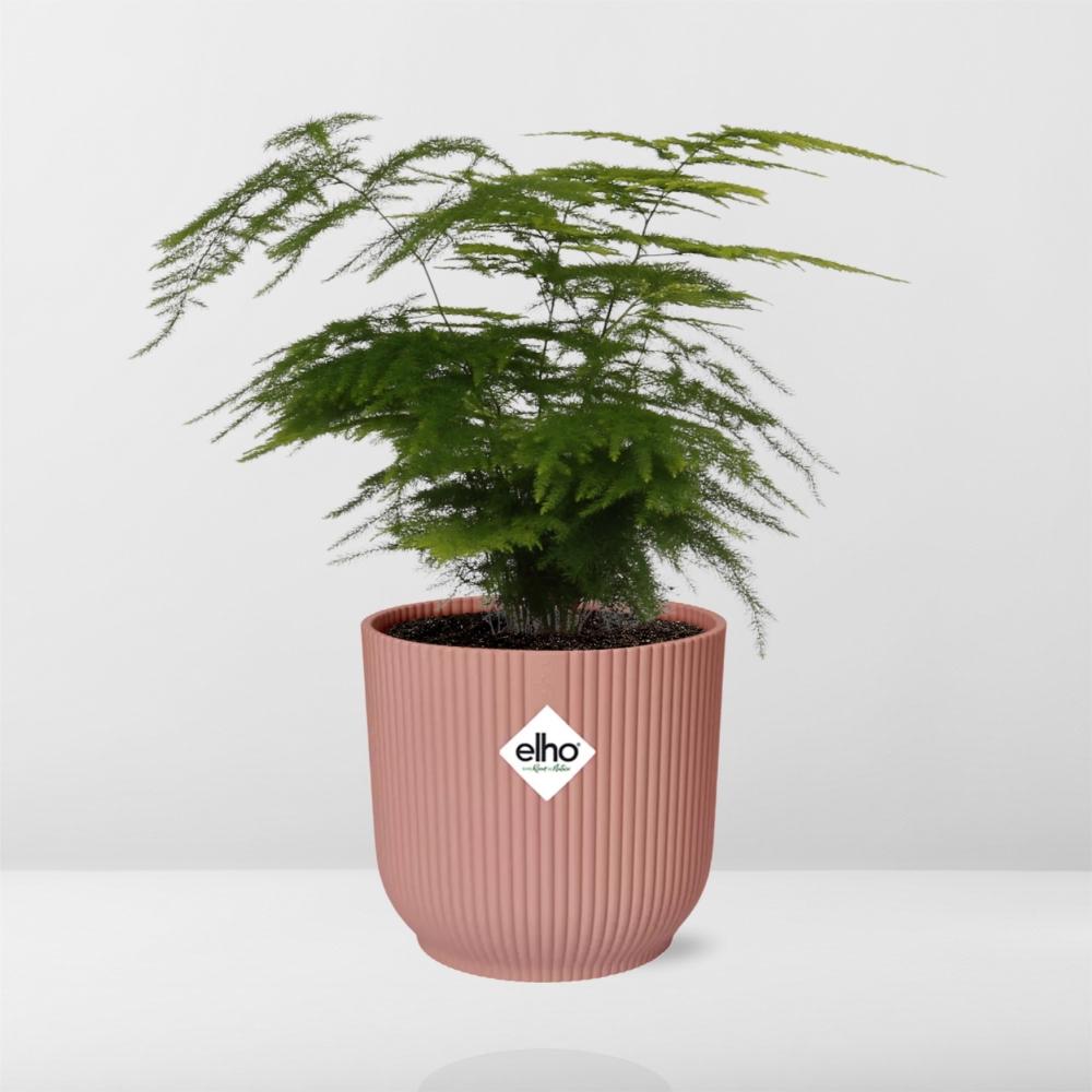 Asparagus Setaceus ‘Plumosus’ 14cm ELHO Topf rosa | Pflanzfix24