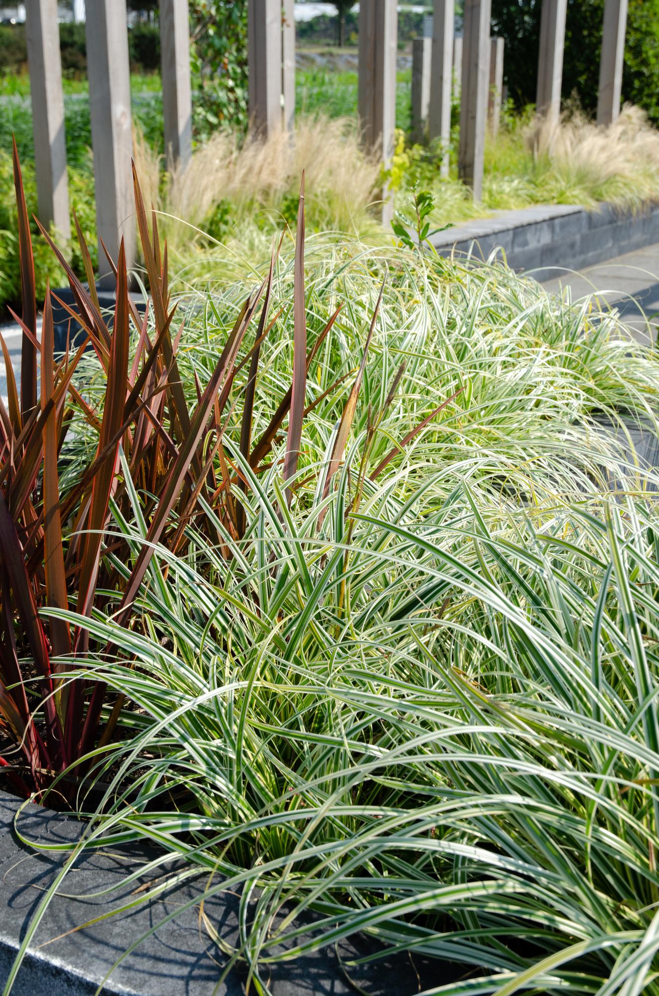 3x Carex hachijoensis 'Evergold' - 30cm - Ø14 - Pflanzfix24