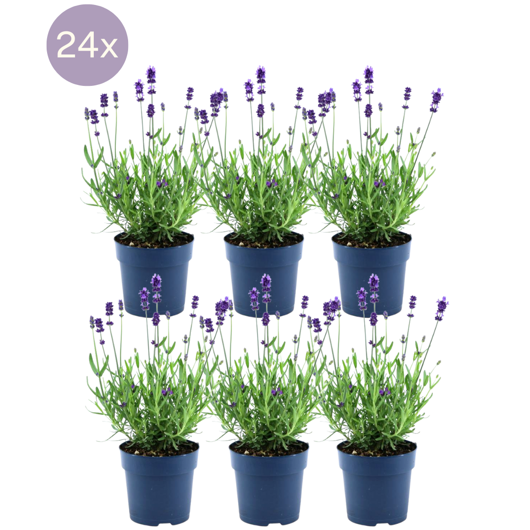 Lavandula angustifolia Felice® 24er-Set 12 cm Topf – Pflanzfix24.de - Pflanzfix24.de
