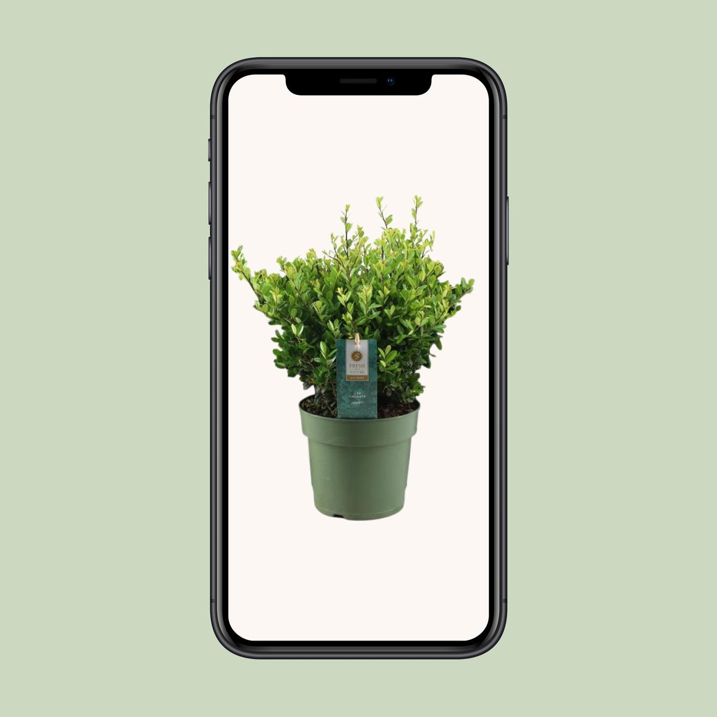Ilex Crenata 'Jenny'® P17 - Pflanzfix24