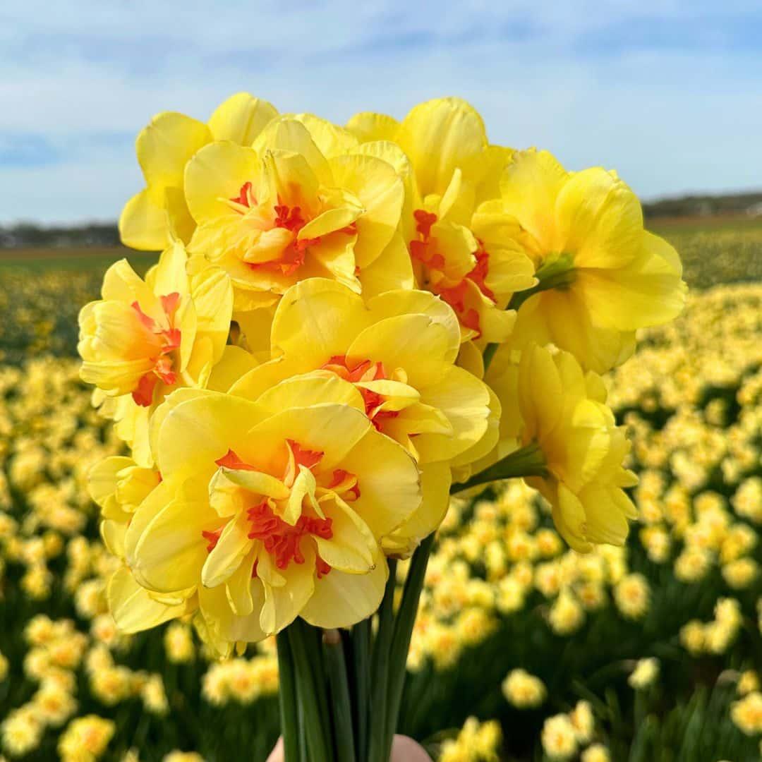 Pflanzfix24 - Super Narzissenmischung - 100 Blumenzwiebeln für farbenfrohe Blumenpracht - Größe 12/14