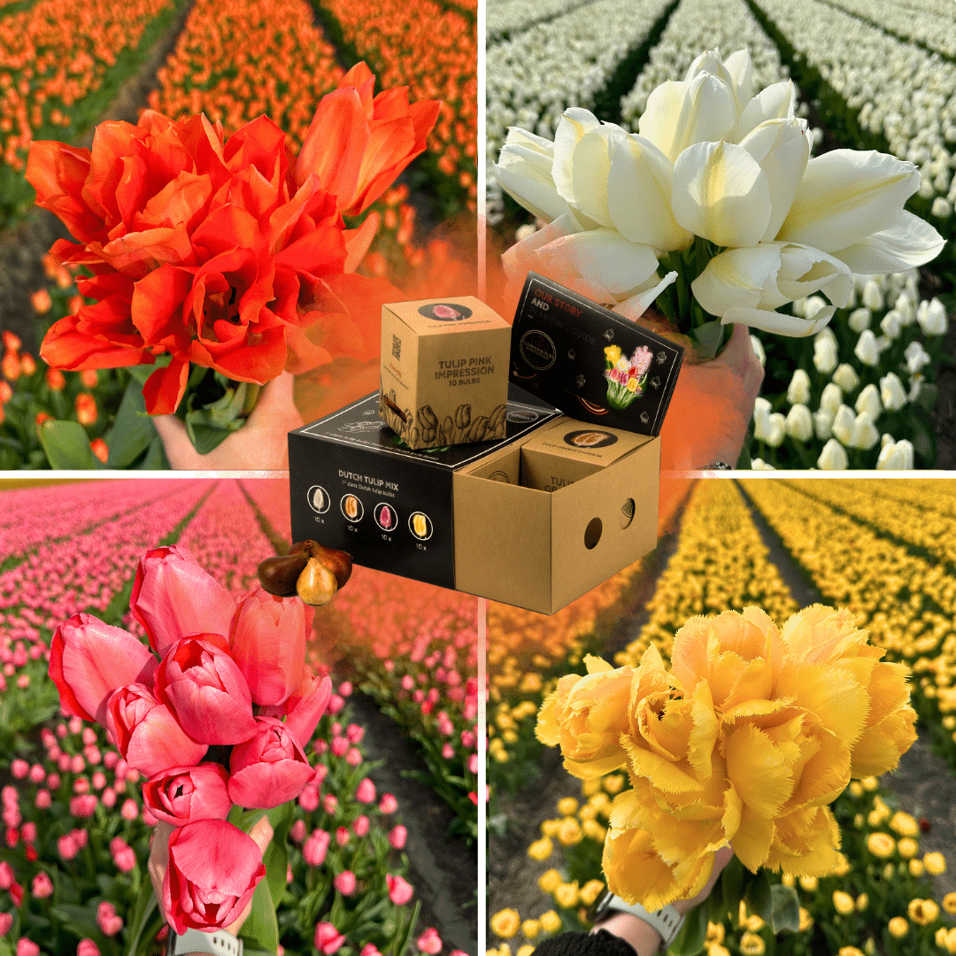 Flowerbulbs Amsterdam - Dutch Tulip Mix - Luxusbox mittel, 40 Blumenzwiebeln für 1 m² Blumenpracht - Größe 12+ - Pflanzfix24