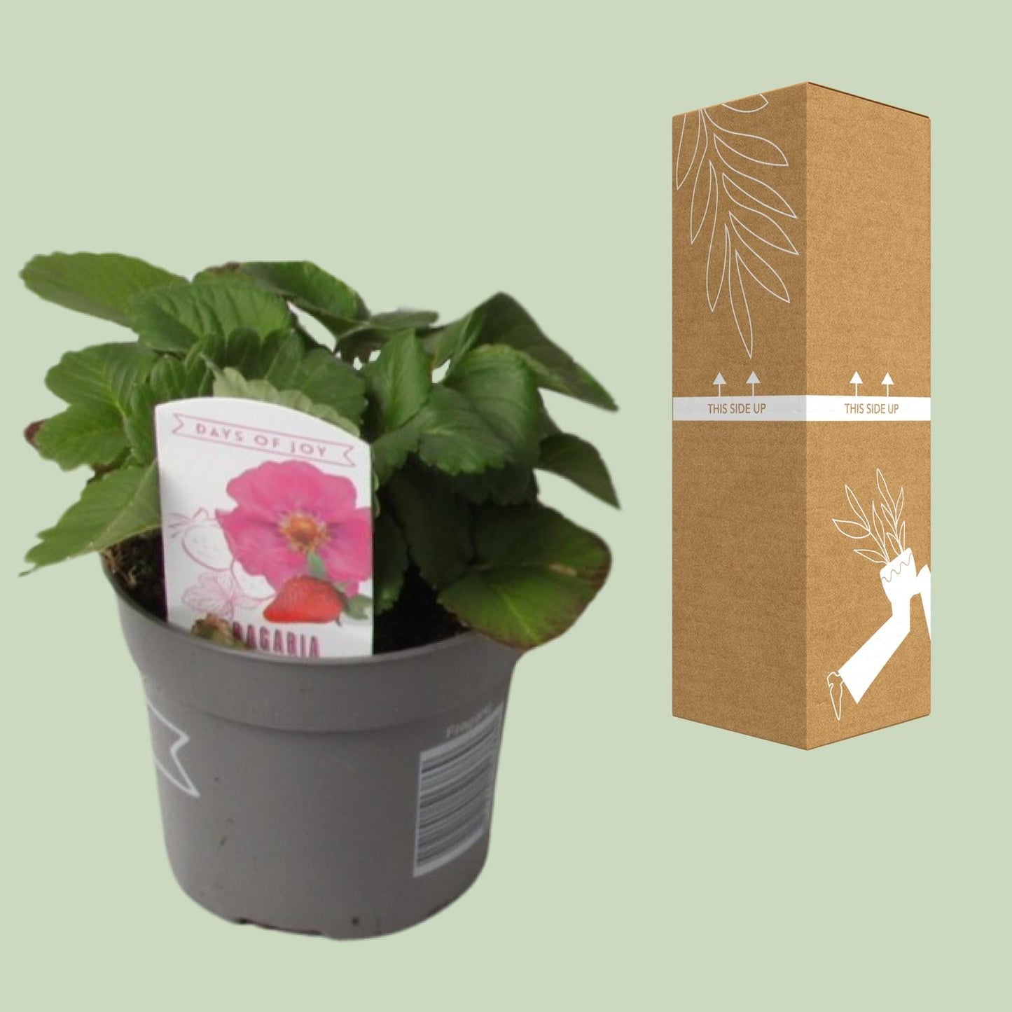 Fragaria Summer Breeze - Ø10,5cm - ↕20cm - Pflanzfix24