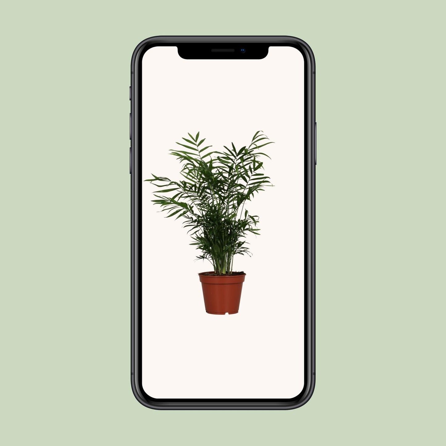 Chamaedorea Elegans - Ø17cm - ↕55cm - Pflanzfix24.de - Pflanzfix24.de
