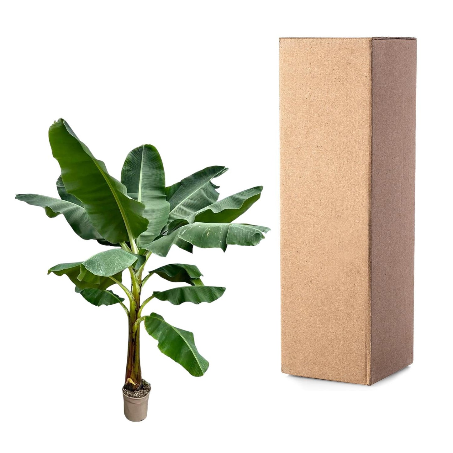 Bananenplant (Musa) - 250 cm - ø30 - Pflanzfix24