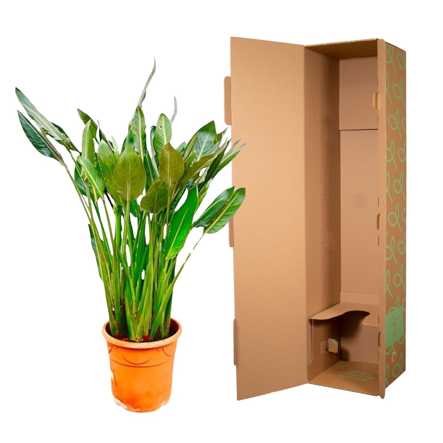 Strelitzia Reginae XL 160cm ⌀30 cm – Paradiesvogel Pflanze – Pflanzfix24.de - Pflanzfix24.de