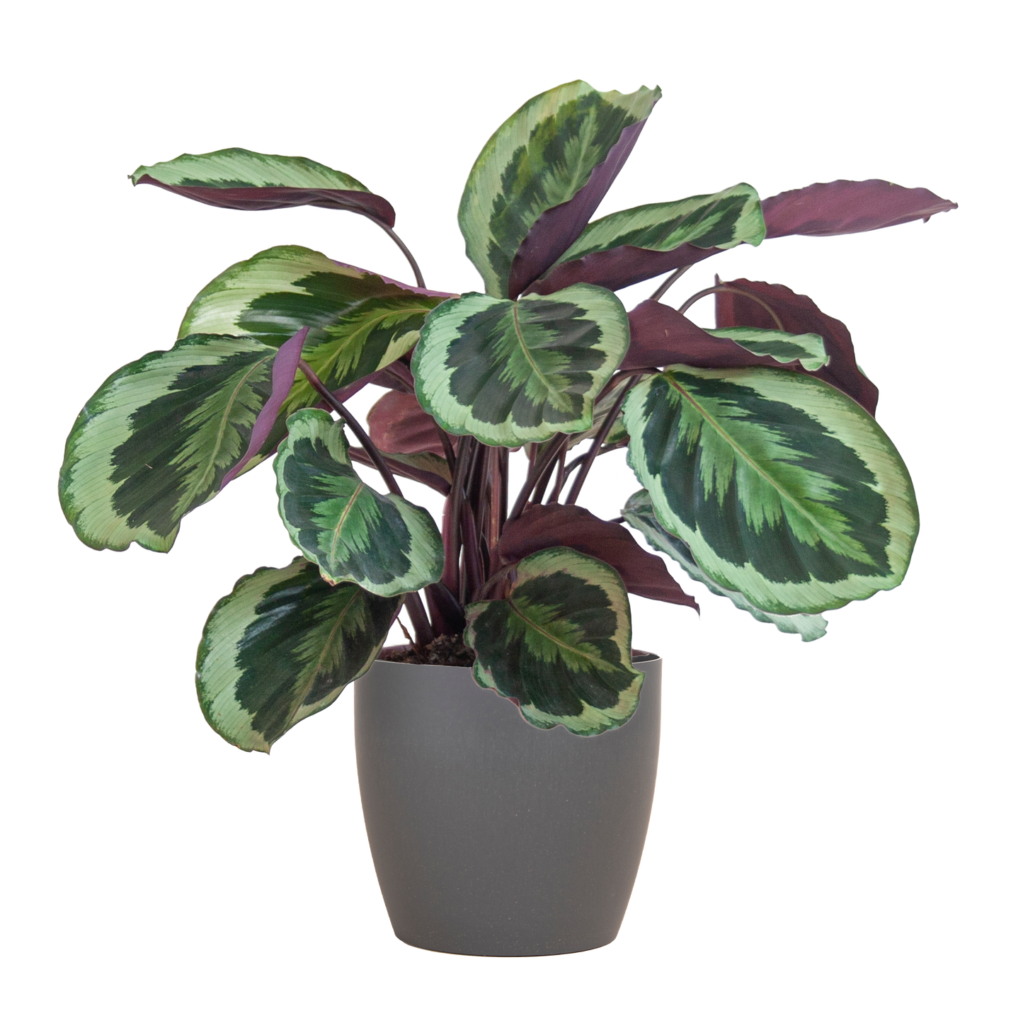 Calathea Medaillon mit Viber Grau- 65cm - Ø21 bei Pflanzfix24.de - Pflanzfix24.de