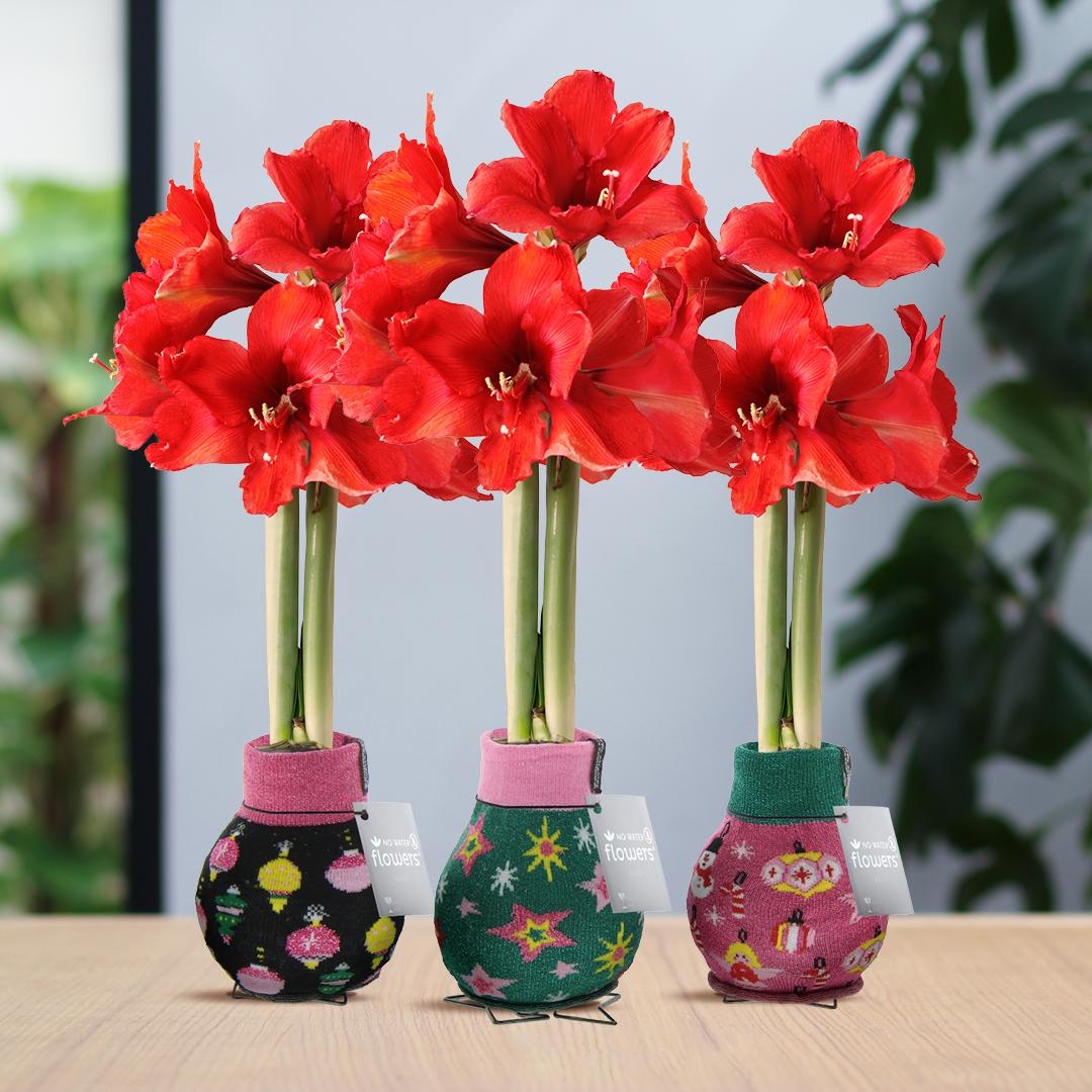 No Water Flowers® (wax amaryllis) | Fashionz Patternz Disco Mix (3 pack) + Red flower - Pflanzfix24