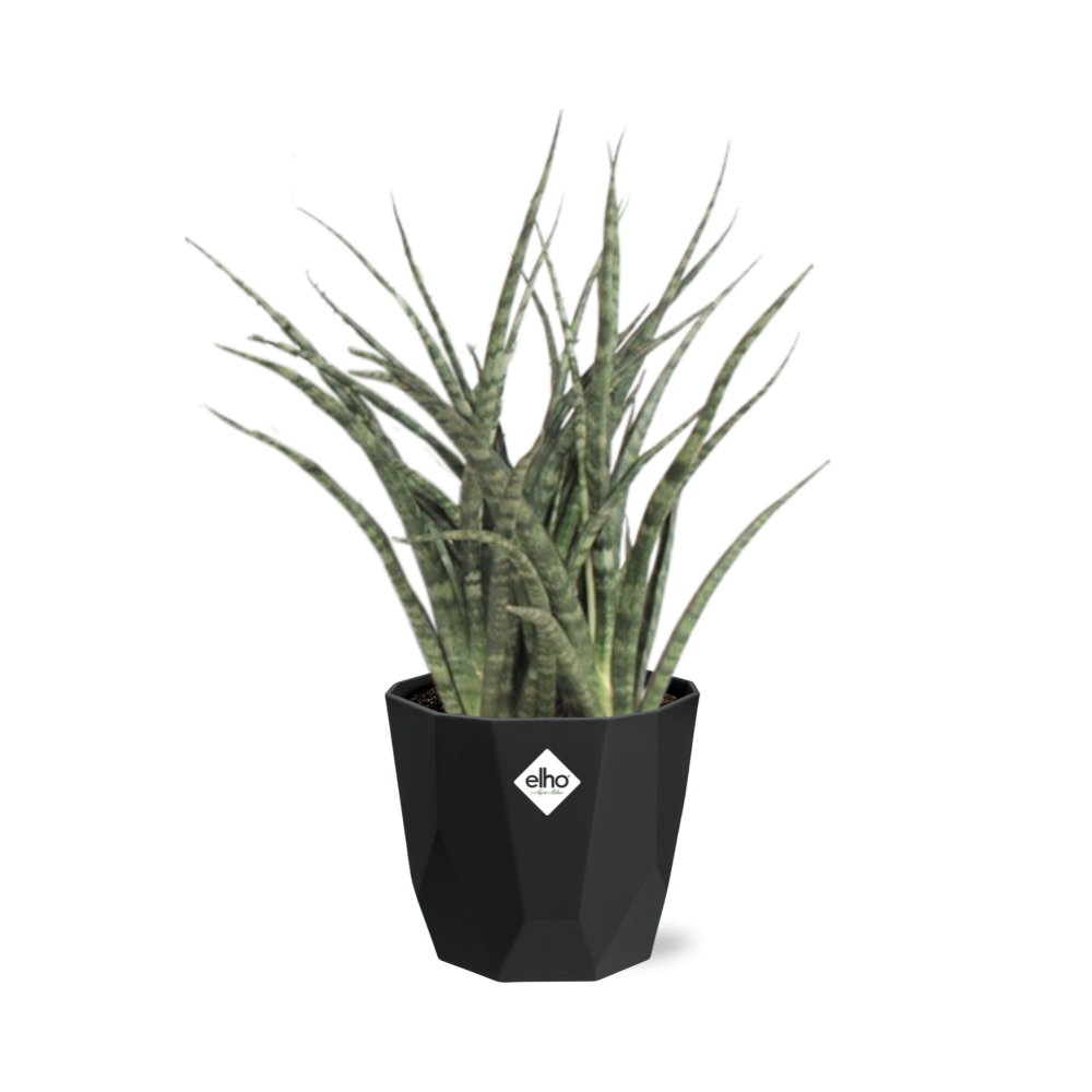 Sansevieria Fernwood Punk 14cm Pflanzfix24