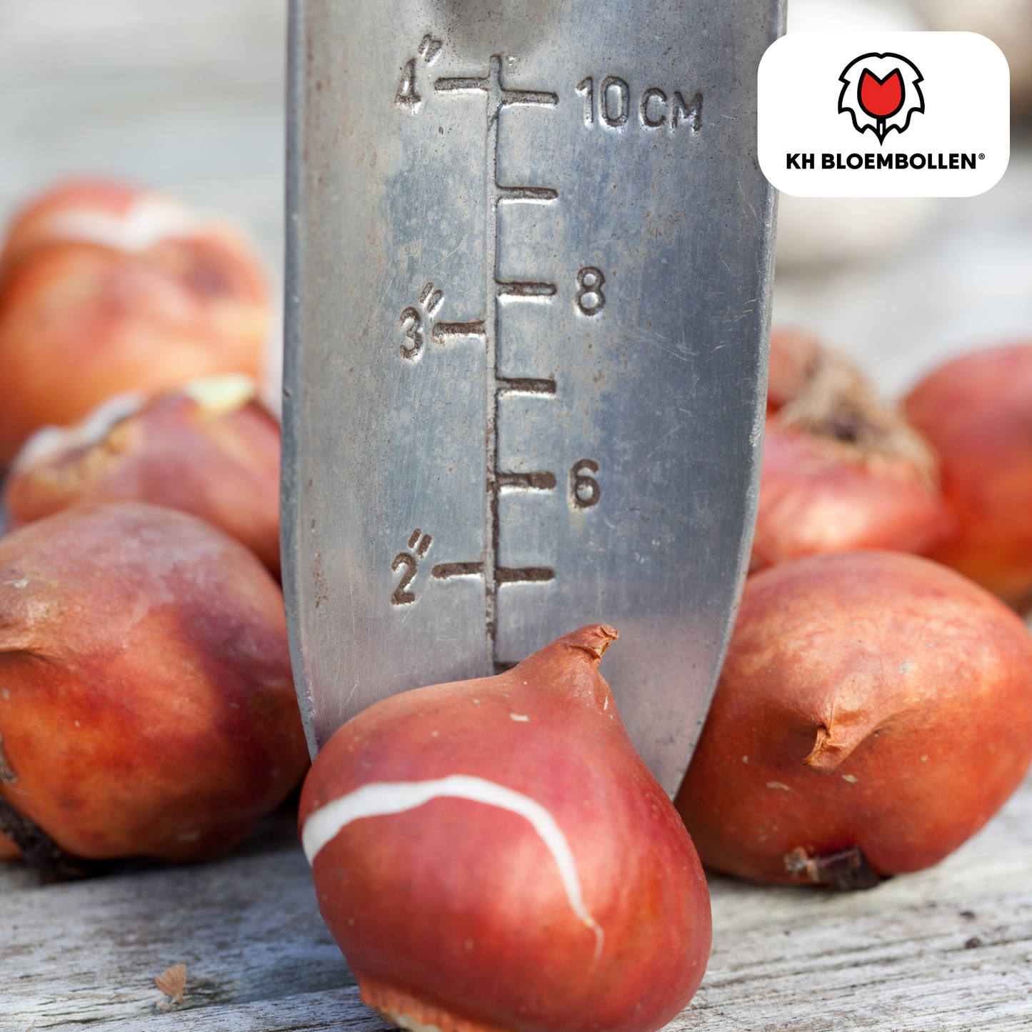 Tulpenbollen Dafeng - 20 Stuks | KH Bloembollen® - Pflanzfix24