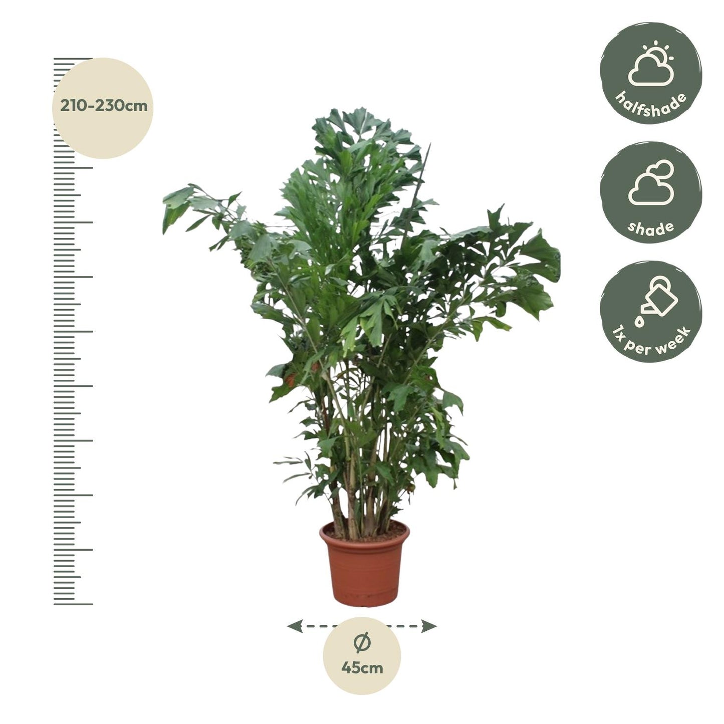 Caryota Mitis 220 cm – Fischschwanzpalme im Topf Ø45 – Pflanzfix24