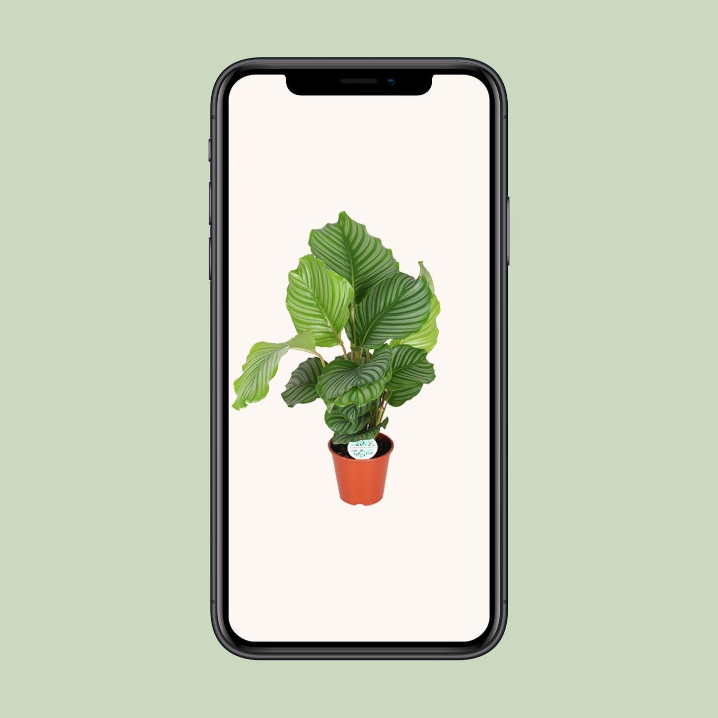 Calathea Orbifolia - Ø17cm bei Pflanzfix24