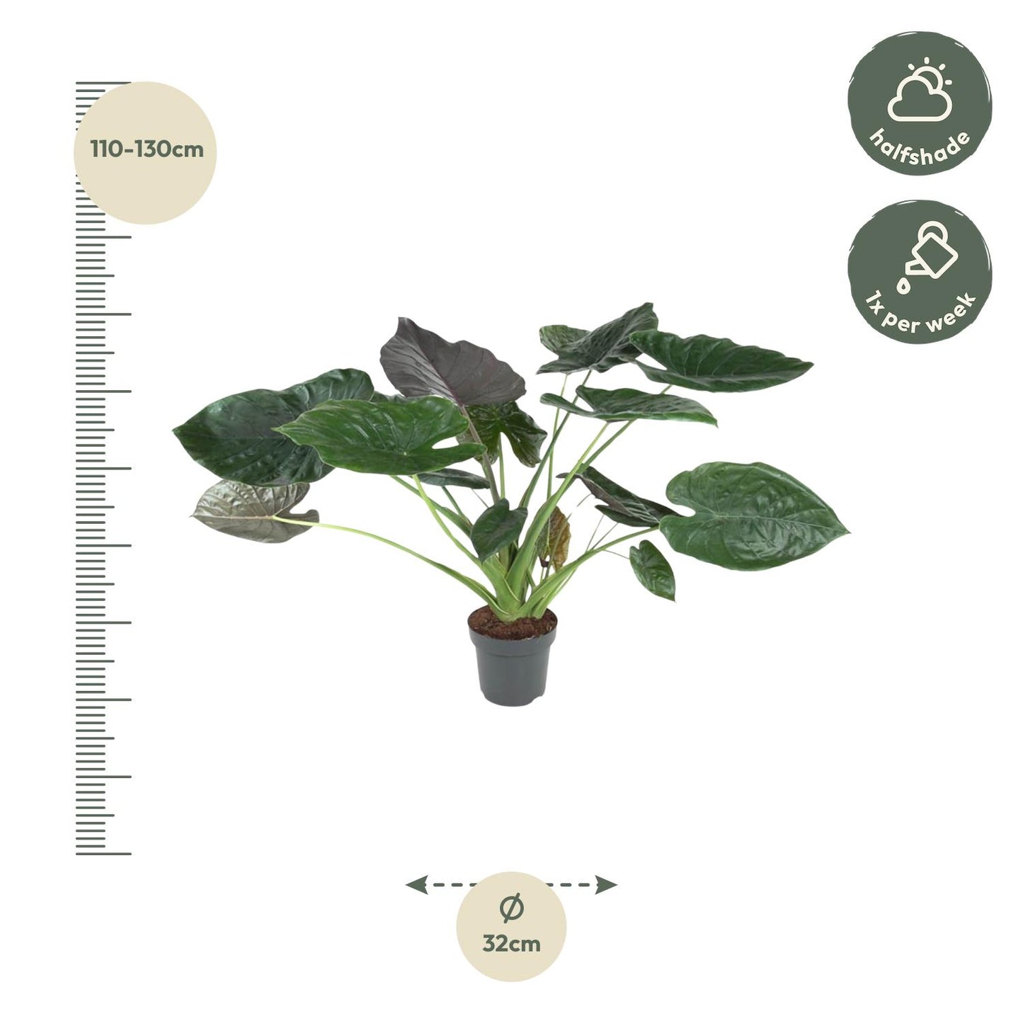 Alocasia Wentii - 120 cm - ø32 bei Pflanzfix24.de - Pflanzfix24.de