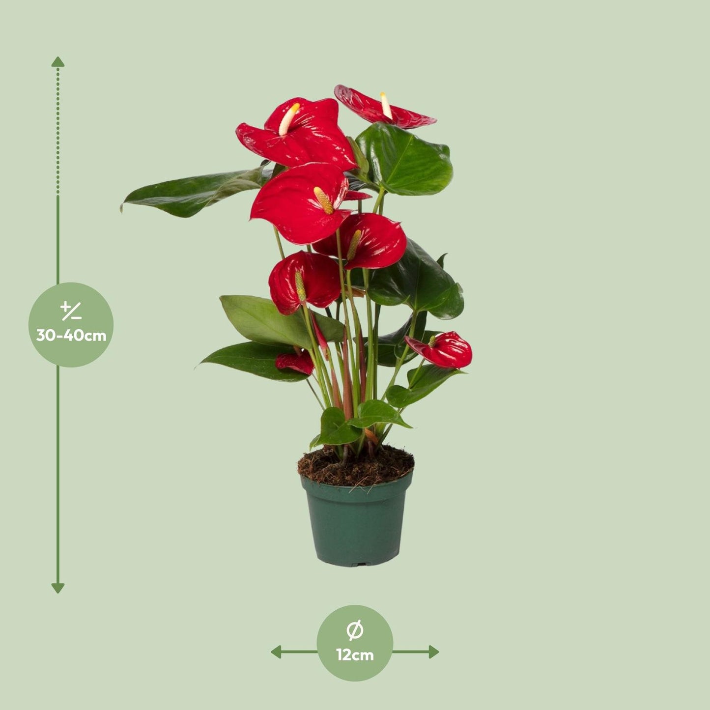 Anthurium Red - Ø17cm - ↕55cm - Ø12cm - ↕40cm - Pflanzfix24.de - Pflanzfix24.de