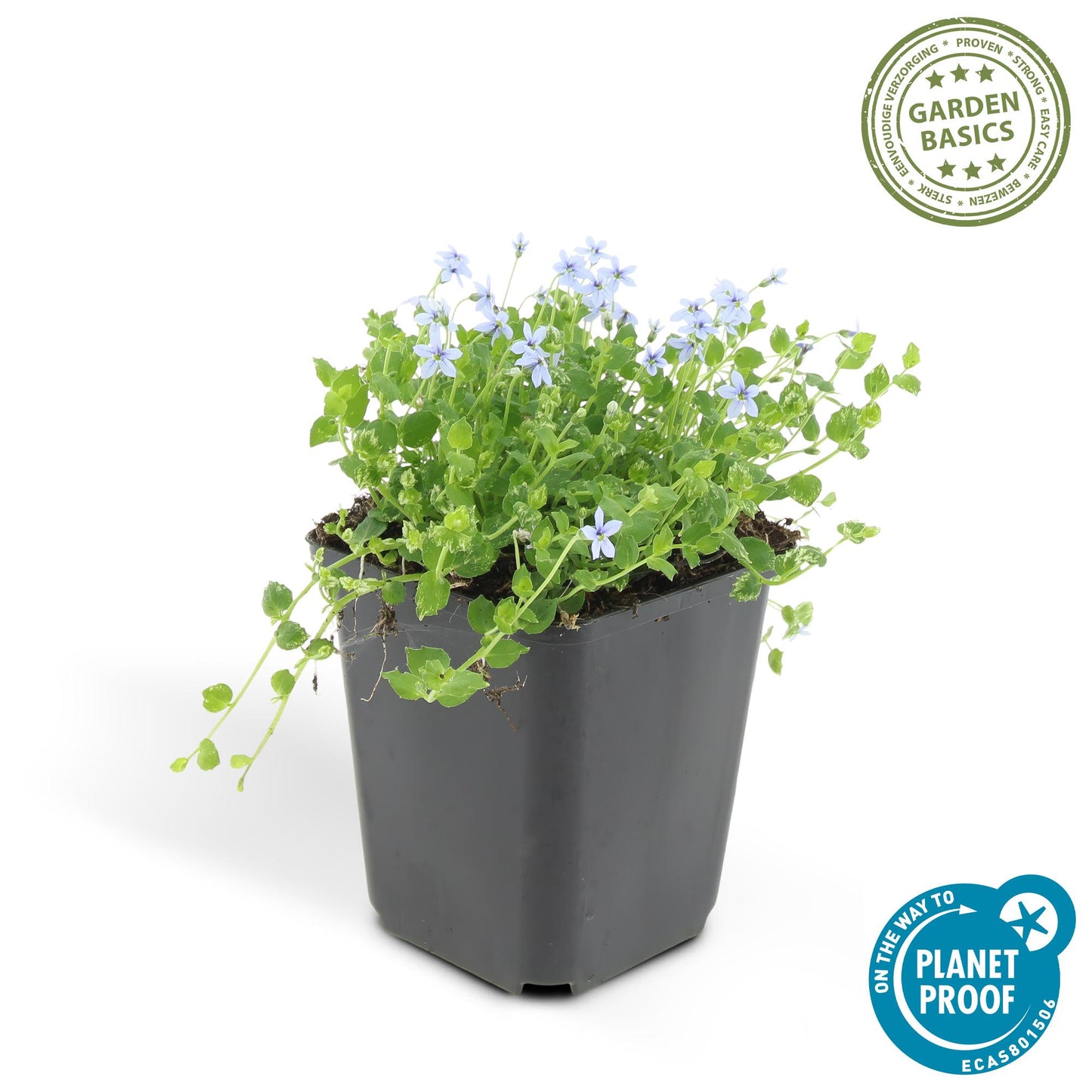 12x Isotoma fluviatilis – Blauer Sternteppich Bodendecker | Pflanzfix24.de - Pflanzfix24.de