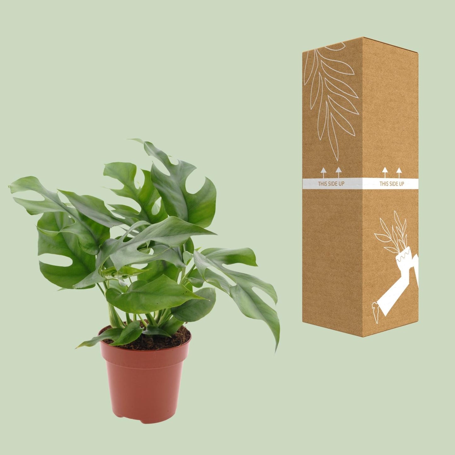 Monstera Minima Ø12cm – Schweizer Käse Pflanze | Pflanzfix24