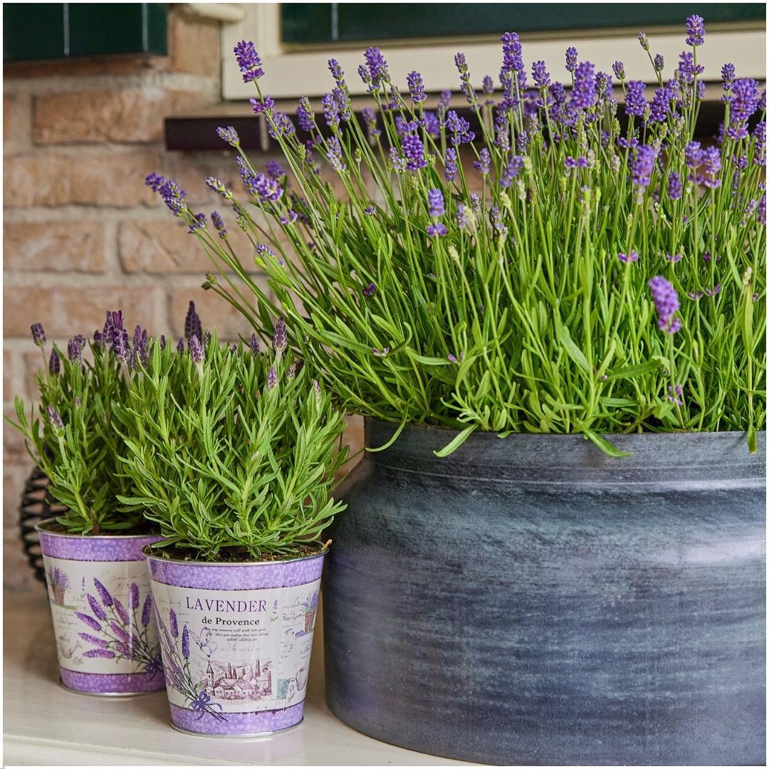 Lavandula angustifolia Felice® 3er-Set im Dekotopf – Pflanzfix24.de - Pflanzfix24.de
