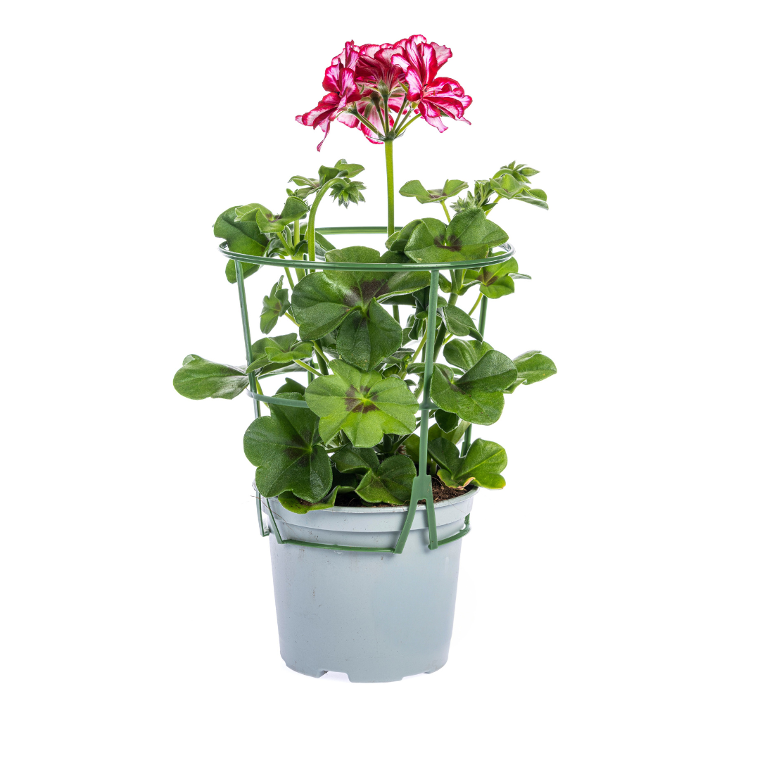 8x Pelargonium peltatum Mix Ø12 cm - ↕20 cm - Pflanzfix24