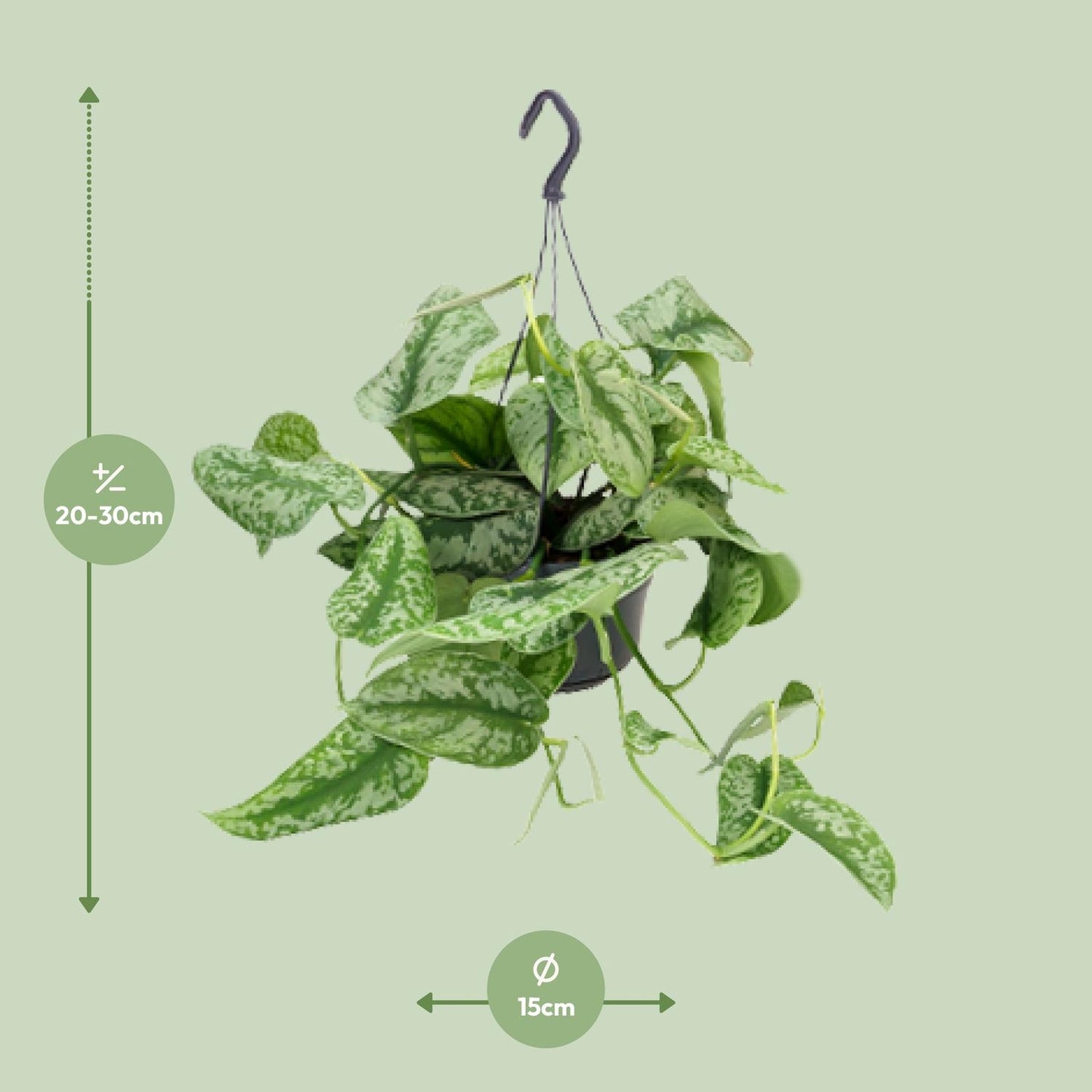 Scindapsus Pictus Trebie Ø15cm, 25cm hoch – Zimmerpflanze | Pflanzfix24.de - Pflanzfix24.de