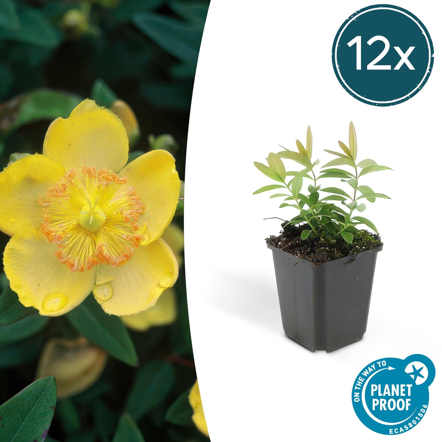 12x Hypericum calycinum Ø9cm | Gelbe Blüten Bodendecker | Pflanzfix24.de - Pflanzfix24.de