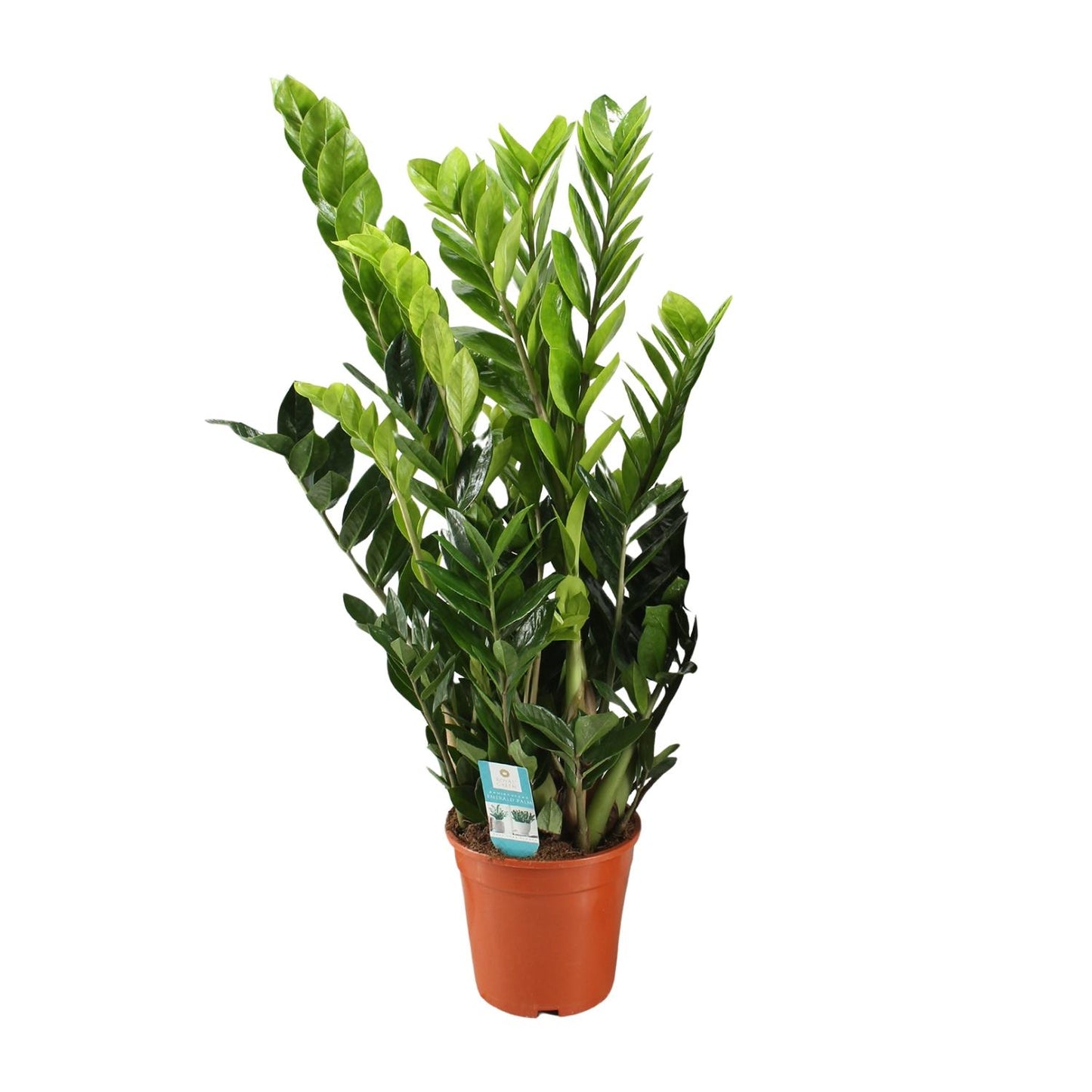 Zamioculcas Zamiifolia 95cm Ø21cm – Pflegeleicht | Pflanzfix24.de - Pflanzfix24.de