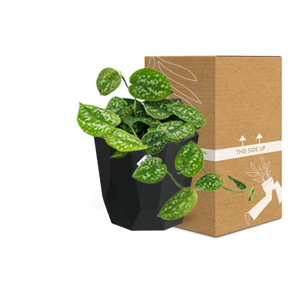 Scindapsus Pictus ‘Argyraeus’ - 14cm - b.for rock living black - Pflanzfix24