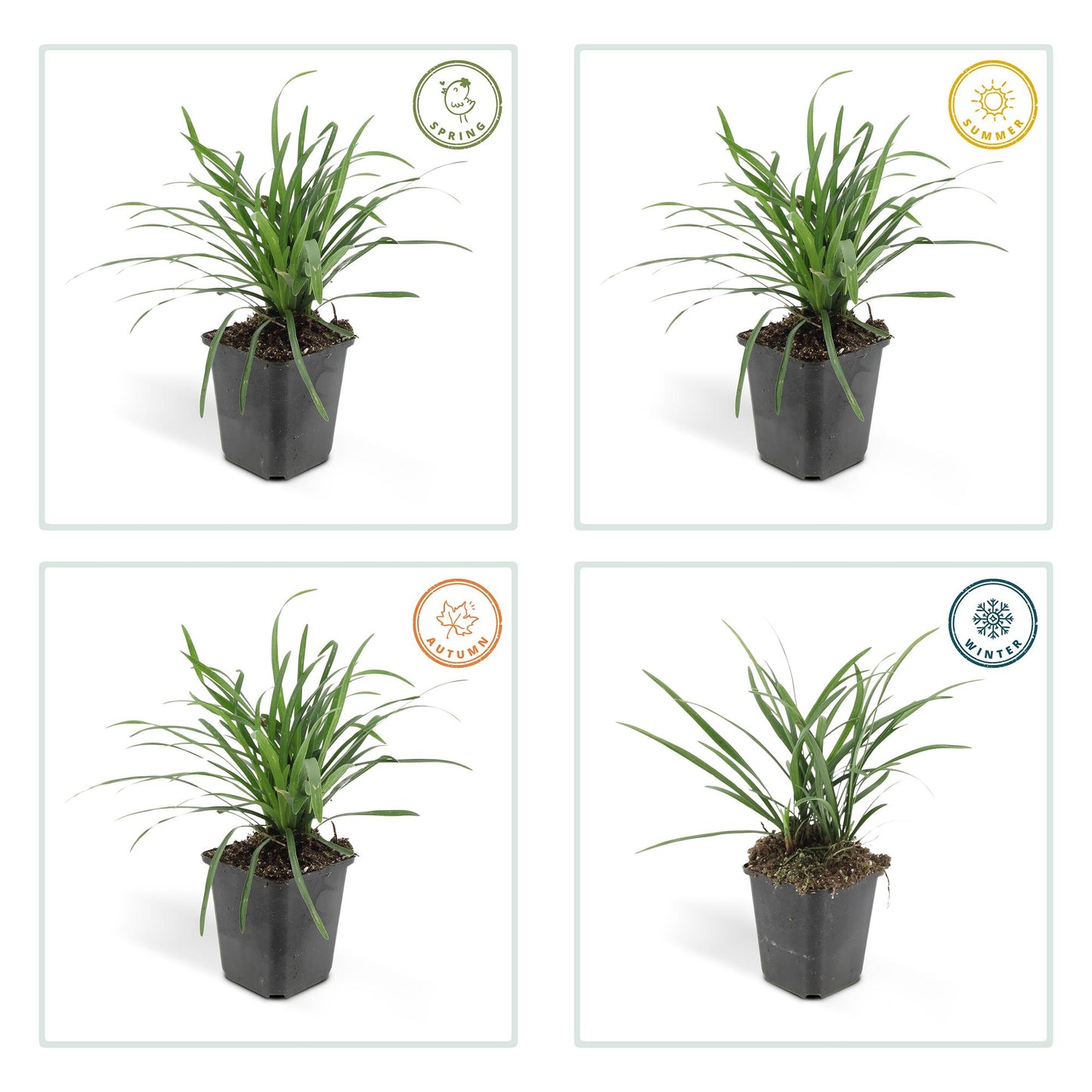 12x Liriope muscari 'Big Blue' Bodendecker 10-25cm – Pflanzfix24.de - Pflanzfix24.de