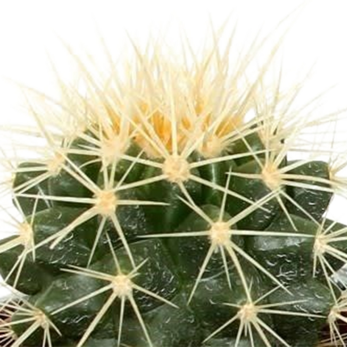 Kakteenmischung 5,5 cm - 5x - in Mexicaanse pot - Pflanzfix24.de - Pflanzfix24.de