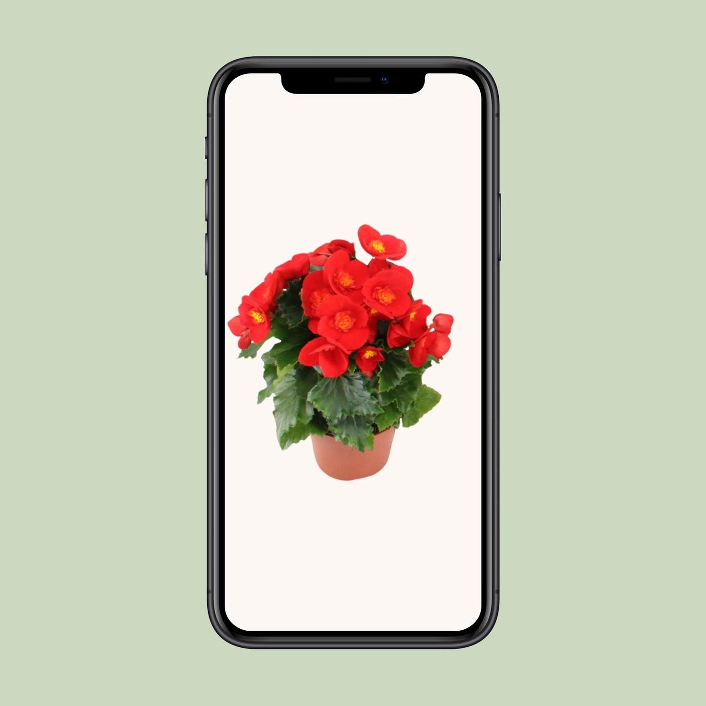Begonia Sweeties Red - Ø12cm - ↕25cm - Pflanzfix24