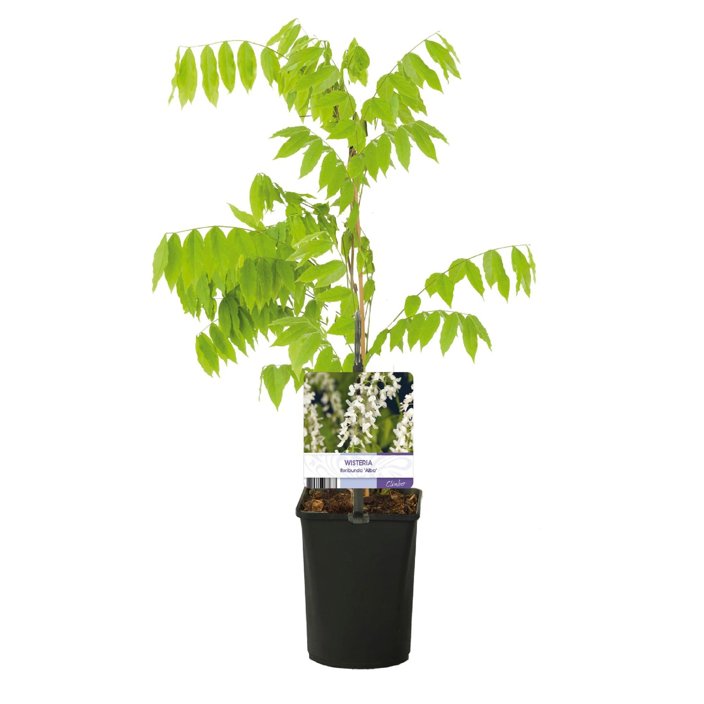 Pflanzfix24.de - Blauregen - Wisteria floribunda Alba - Blüte Weiß - 1 Pflanze - Topf 11cm Höhe 40cm - Pflanzfix24.de