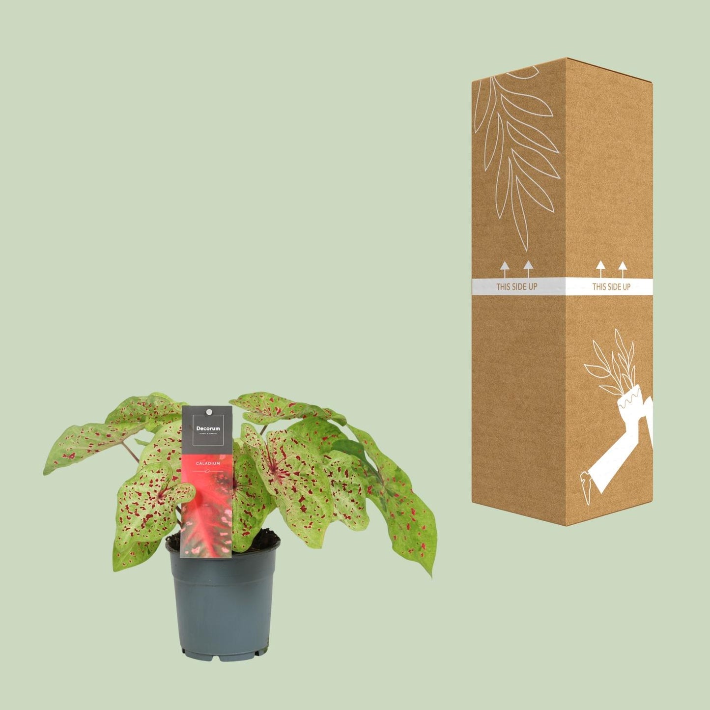 Caladium Miss Muffet - Ø12cm - ↕25cm - Pflanzfix24