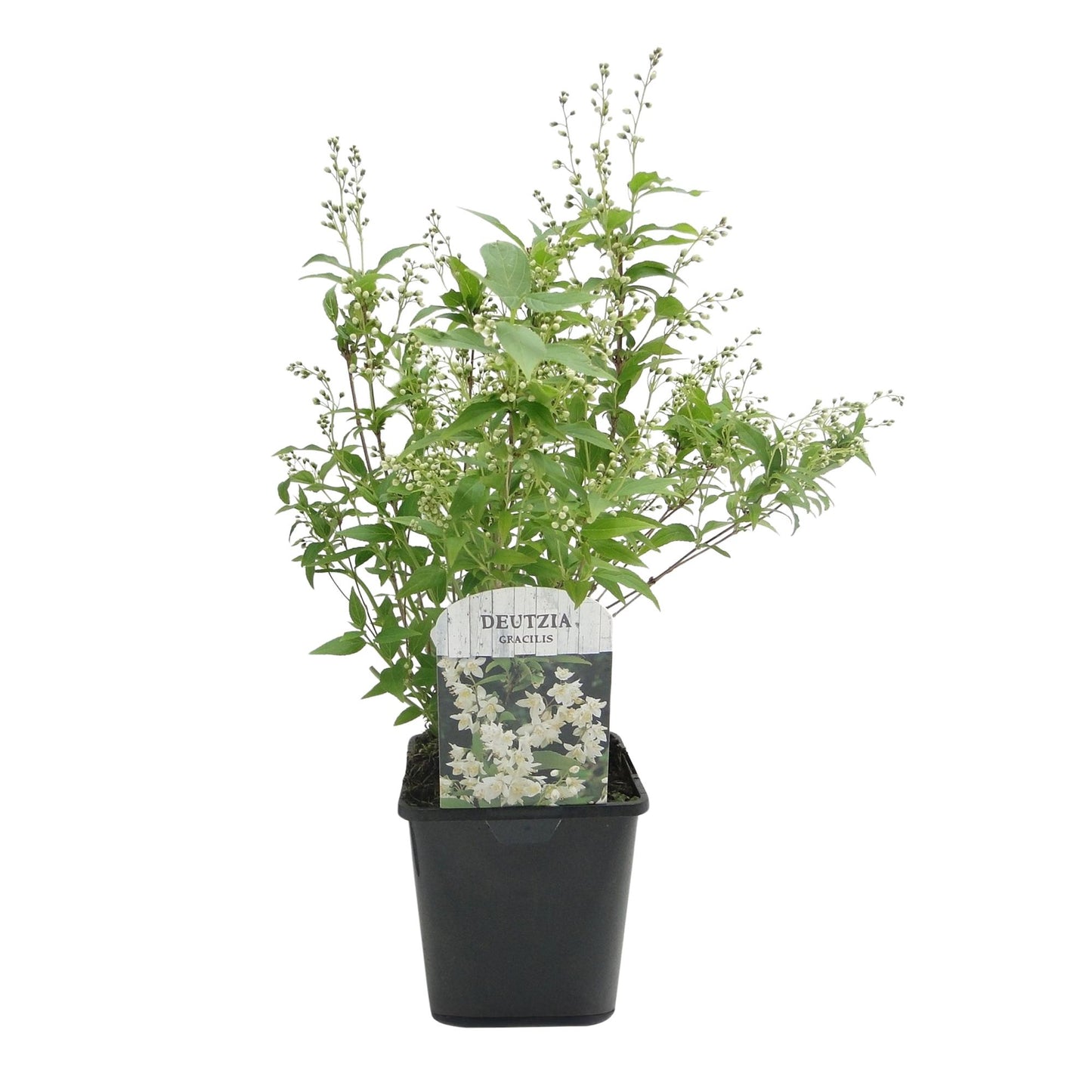Pflanzfix24.de - Deutzia Gracilis - Blüte Weiß - 1 Pflanze - Topf 17cm - Pflanzfix24.de