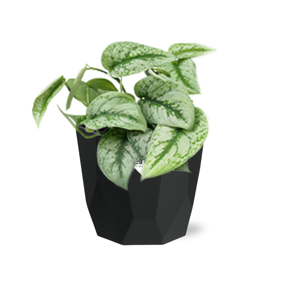 Scindapsus Pictus ‘Trebie’ 14cm - Pflanzfix24