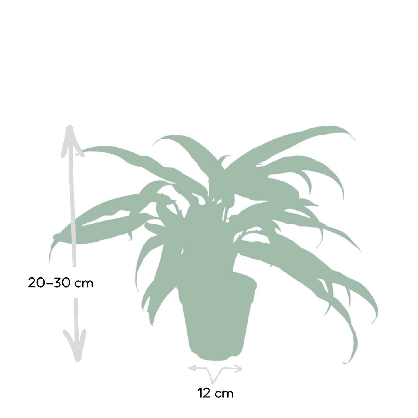 Aglaonema Cutlass - Pflanzfix24