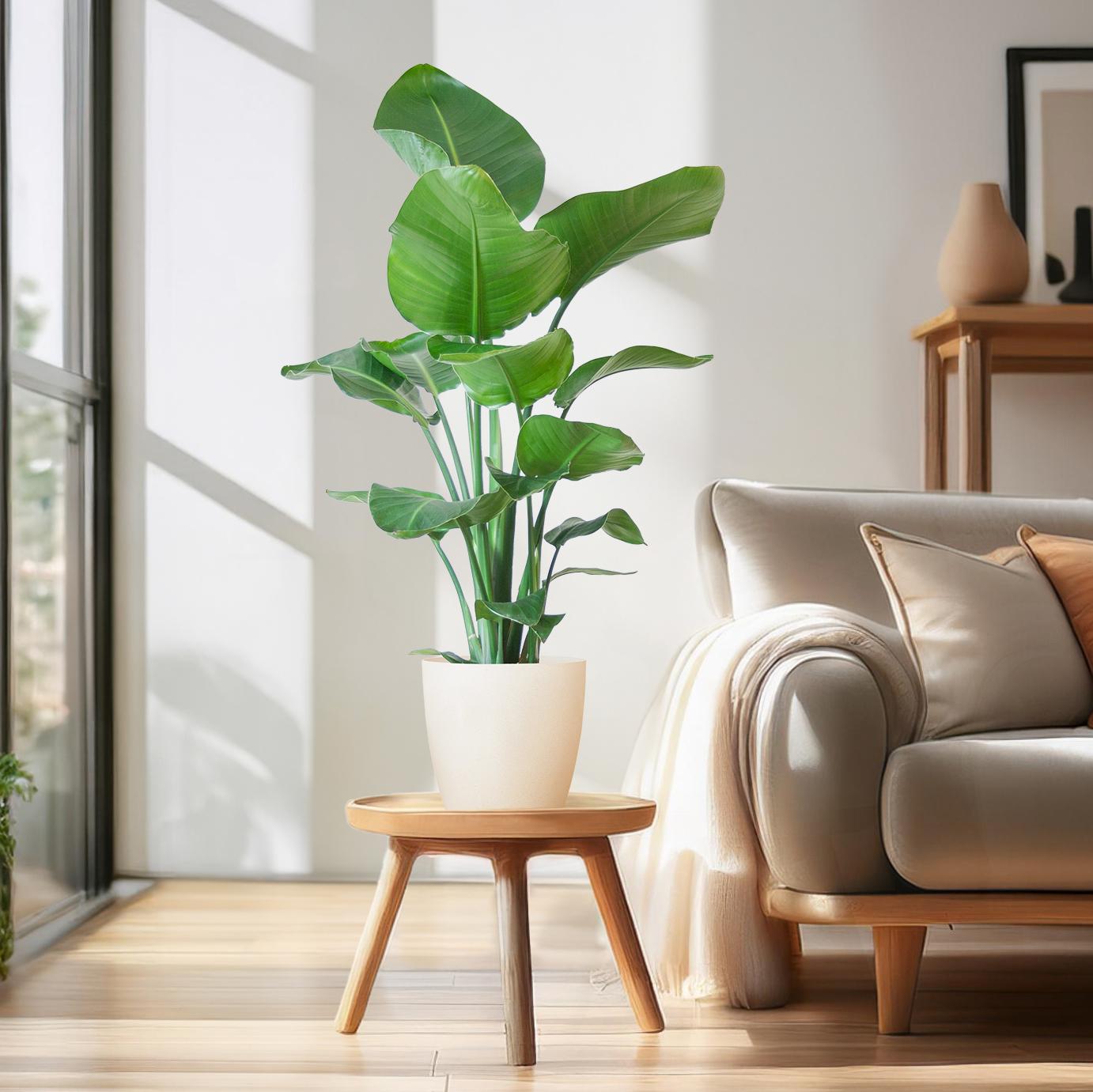 Strelitzia Nicolai 80 cm Ø21 mit weißem Viber-Topf | Pflanzfix24.de - Pflanzfix24.de
