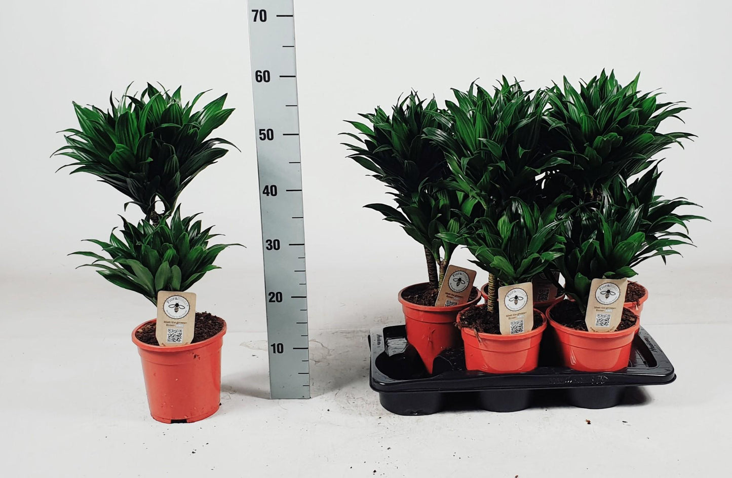 Dracaena Compacta 30-10 55cm - Ø17cm - ↕55cm bei Pflanzfix24