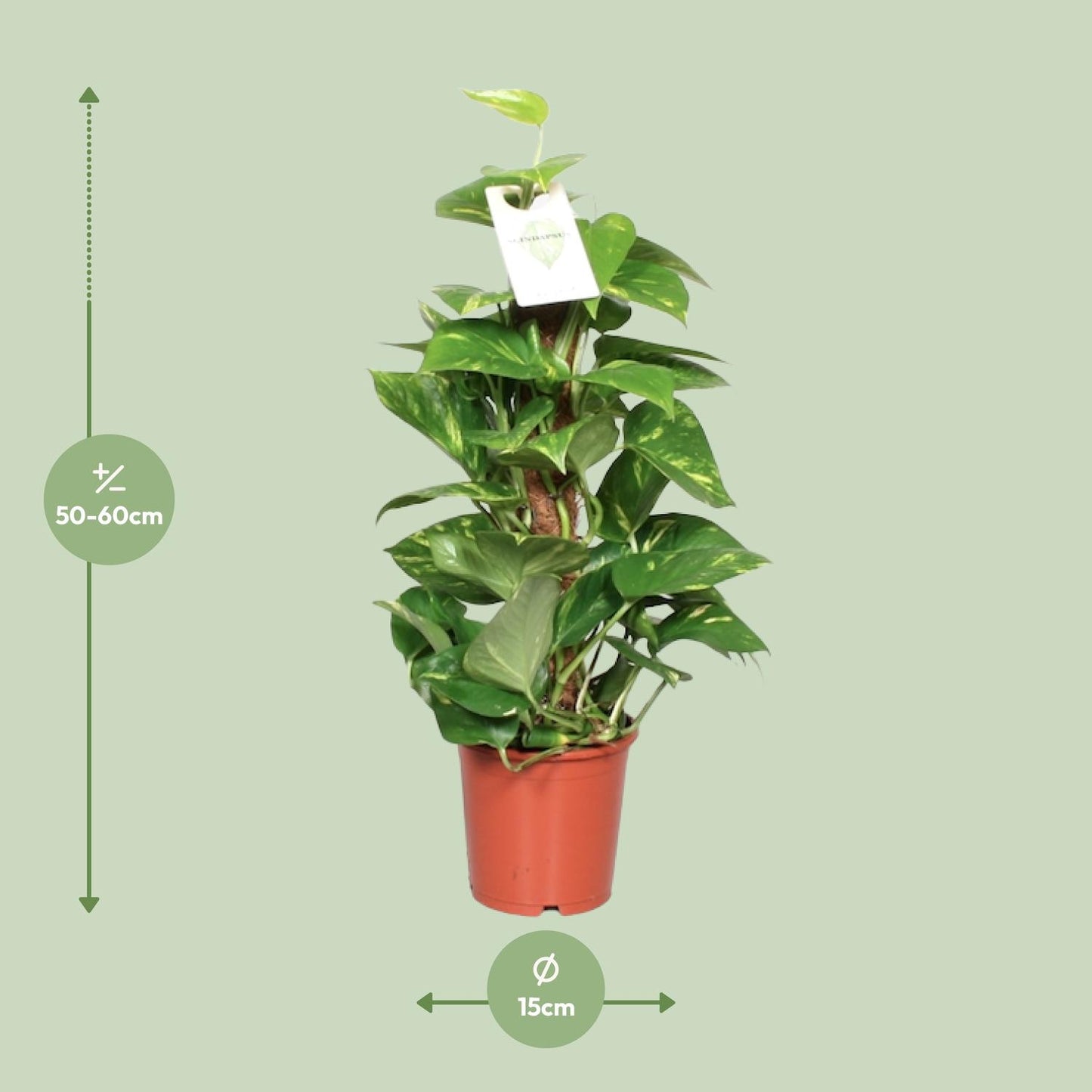 Epipremnum Pinnatum Mosstok 60cm Ø15cm – Goldene Efeutute | Pflanzfix24