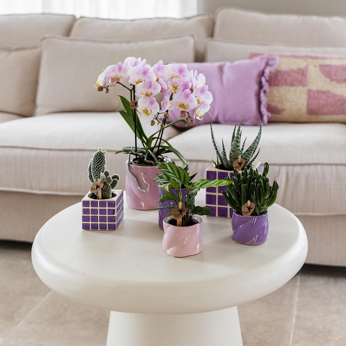 Kolibri Home Mosa Ziertopf Lilac 9cm – pflanzfix24