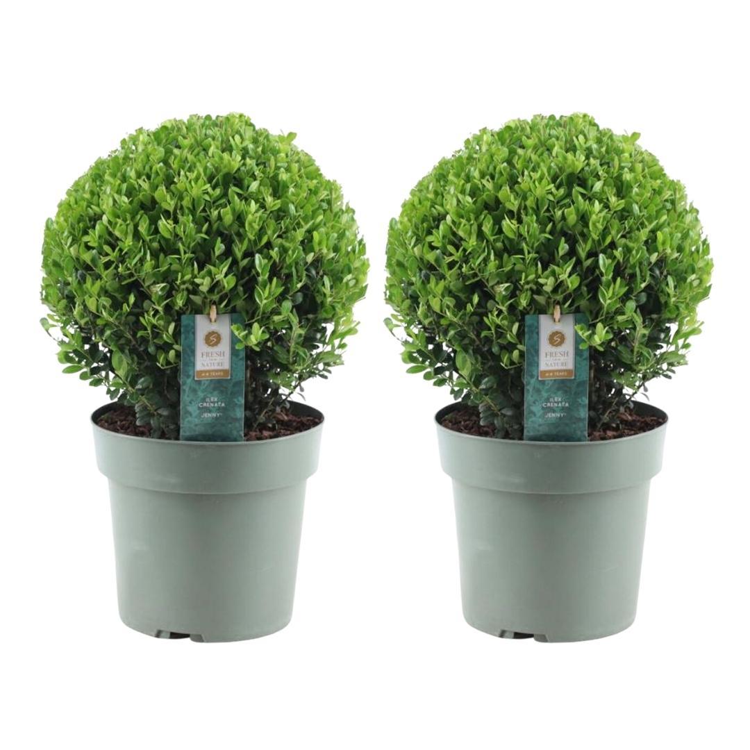 2x Ilex crenata 'Jenny' Kugel XL | Set mit 2 Stück | 25 cm Ø - Pflanzfix24.de - Pflanzfix24.de