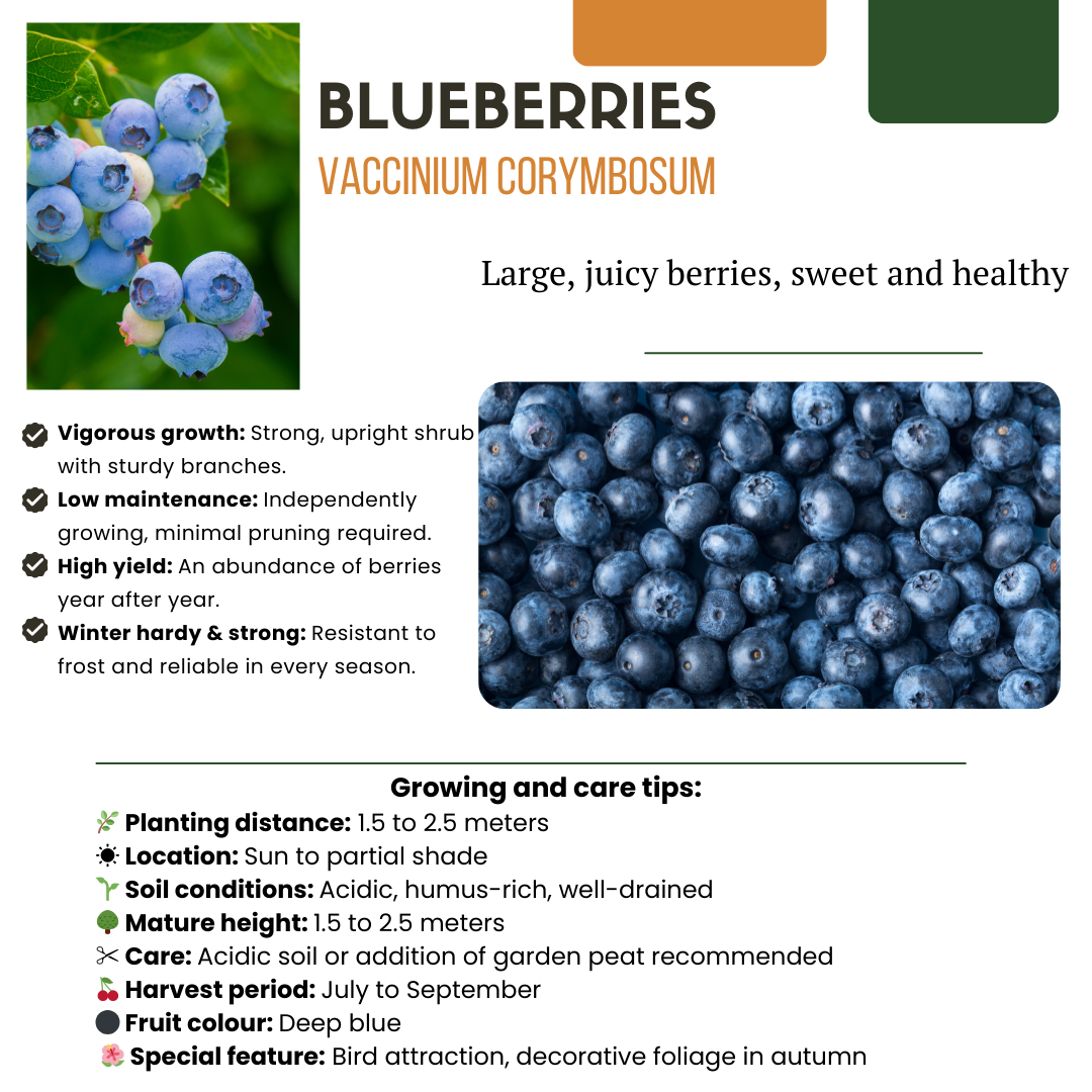 Früchte-Party BIO Beeren-Set – 3 Obstpflanzen | Pflanzfix24.de - Pflanzfix24.de