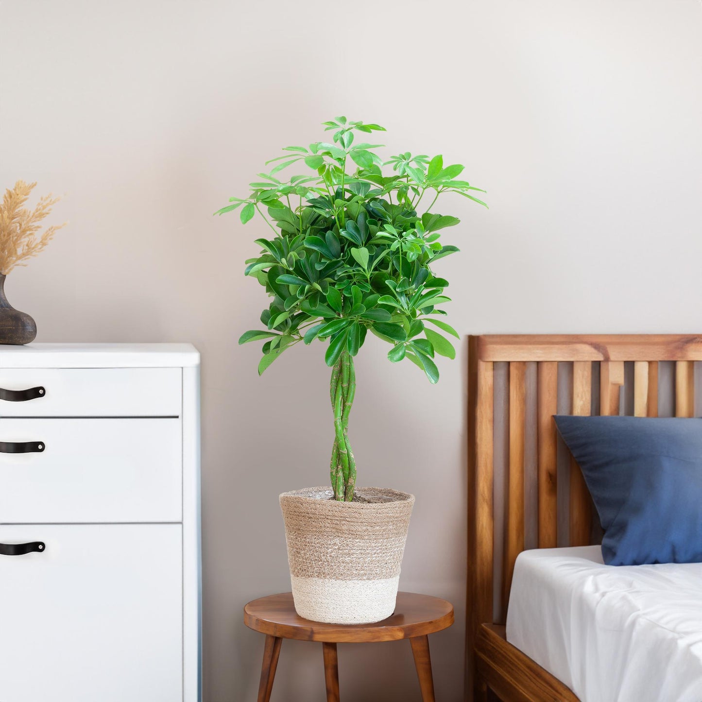 Schefflera Nora mit Jute-Korb Lissabon – 70 cm – Pflanzfix24.de - Pflanzfix24.de