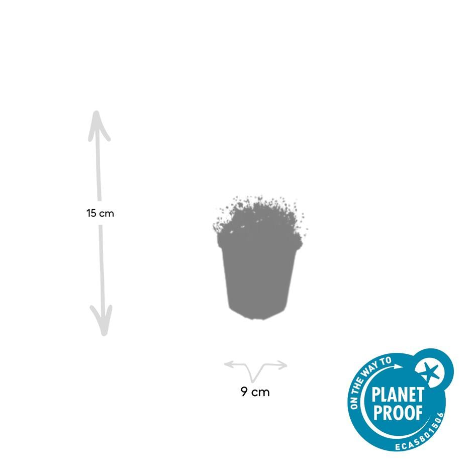 12x Sagina subulata Irisches Moos Bodendecker Ø9cm – Pflanzfix24.de - Pflanzfix24.de
