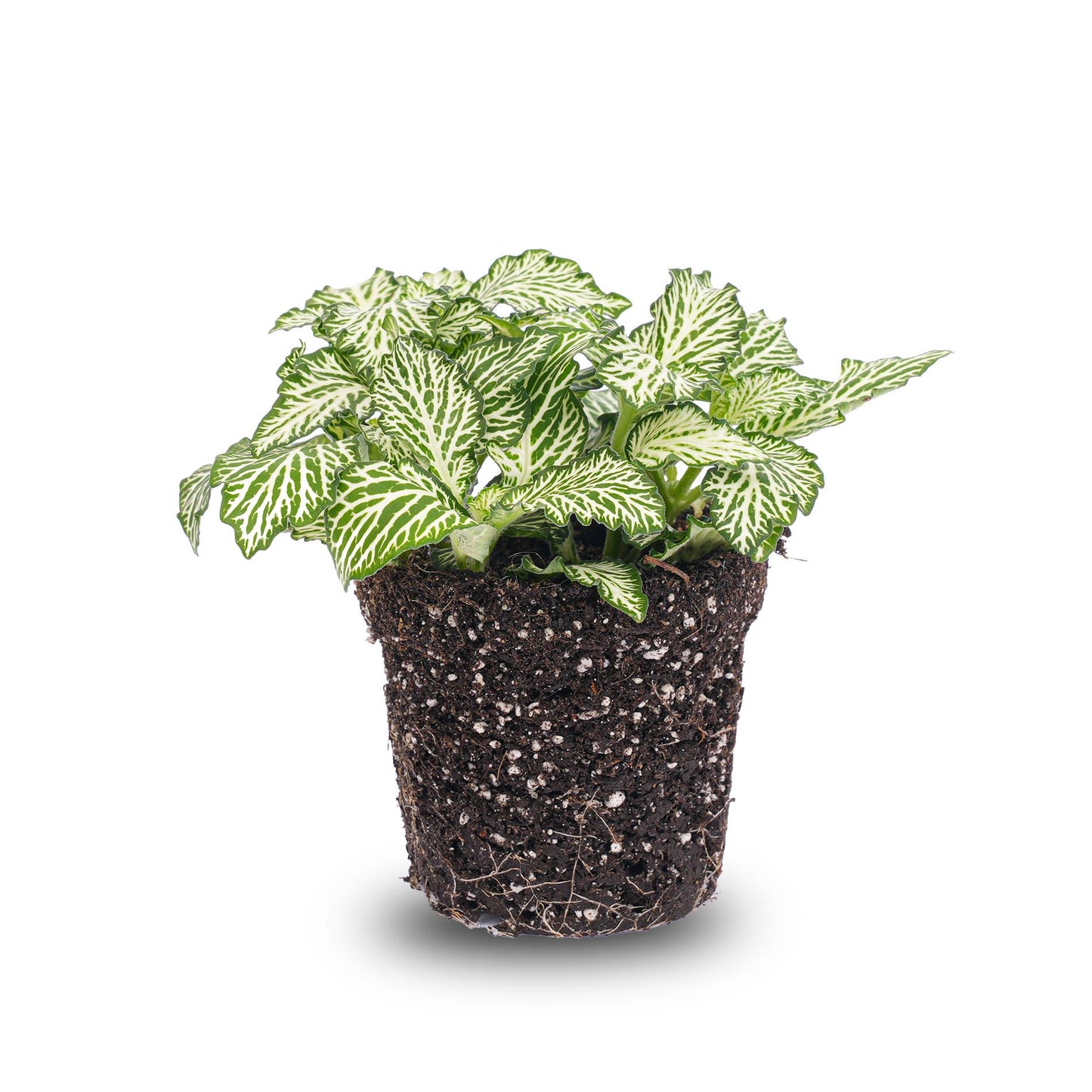 Fittonia Wit - White Tiger - Mozaiekplantje - Terrarium plant - Potmaat 8 - Pflanzfix24.de - Pflanzfix24.de
