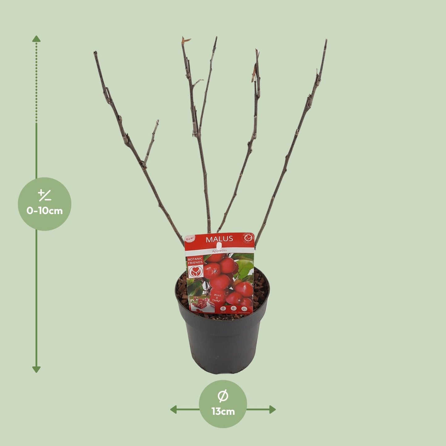 Malus 'Appletini' Apfelbaum Ø13cm | Kompakt & Vielseitig | Pflanzfix24.de - Pflanzfix24.de