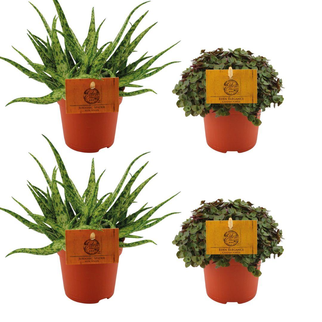2x Aloe Spider & 2x Callisia Turtle Set Ø10,5cm | Pflanzfix24