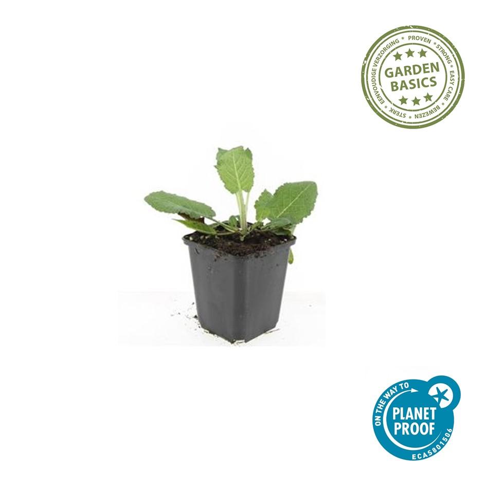 6x Salvia nemorosa 'Mainacht' Ø9cm – Blühende Staude bei Pflanzfix24