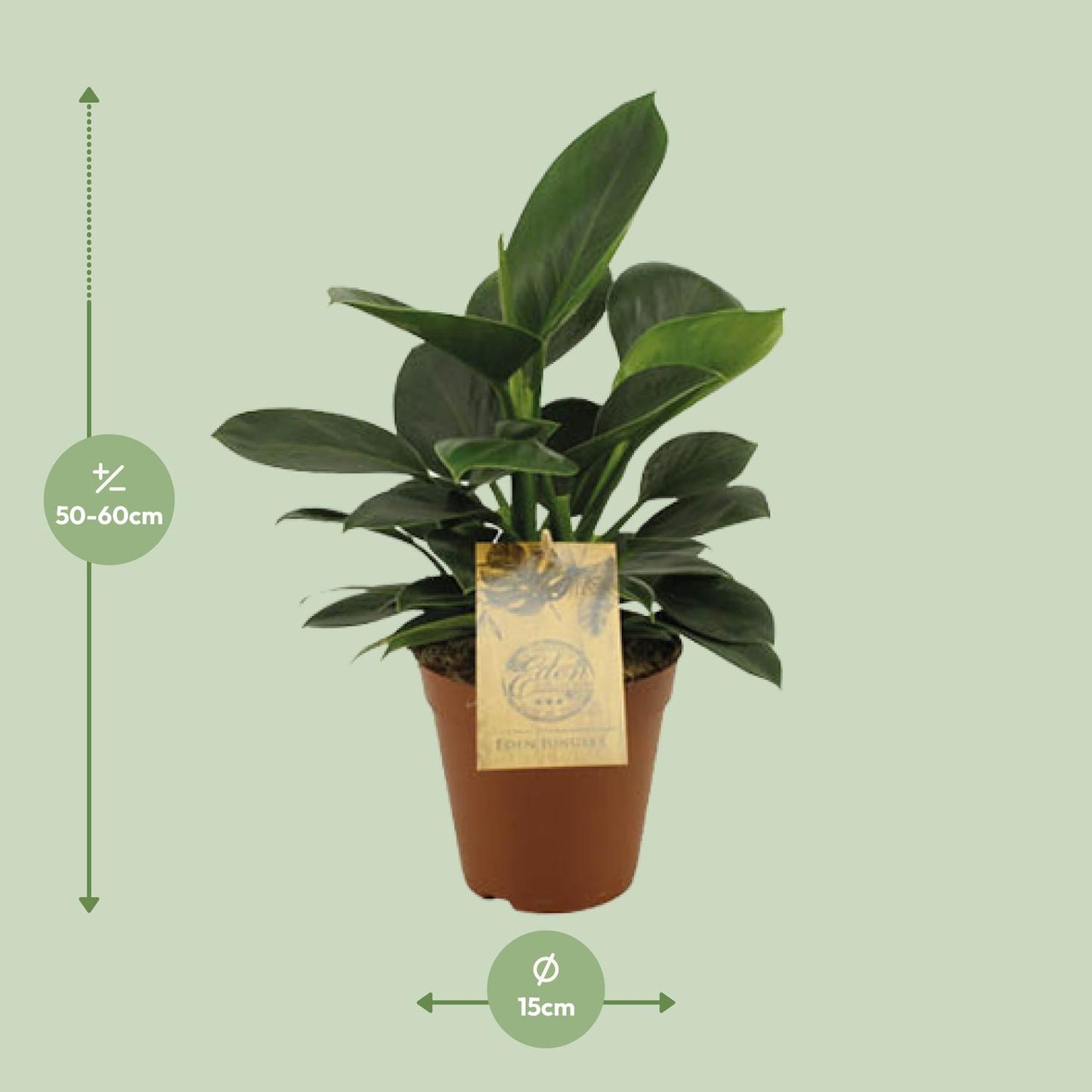 Philodendron Oxypure - Ø15cm - ↕60cm - Pflanzfix24