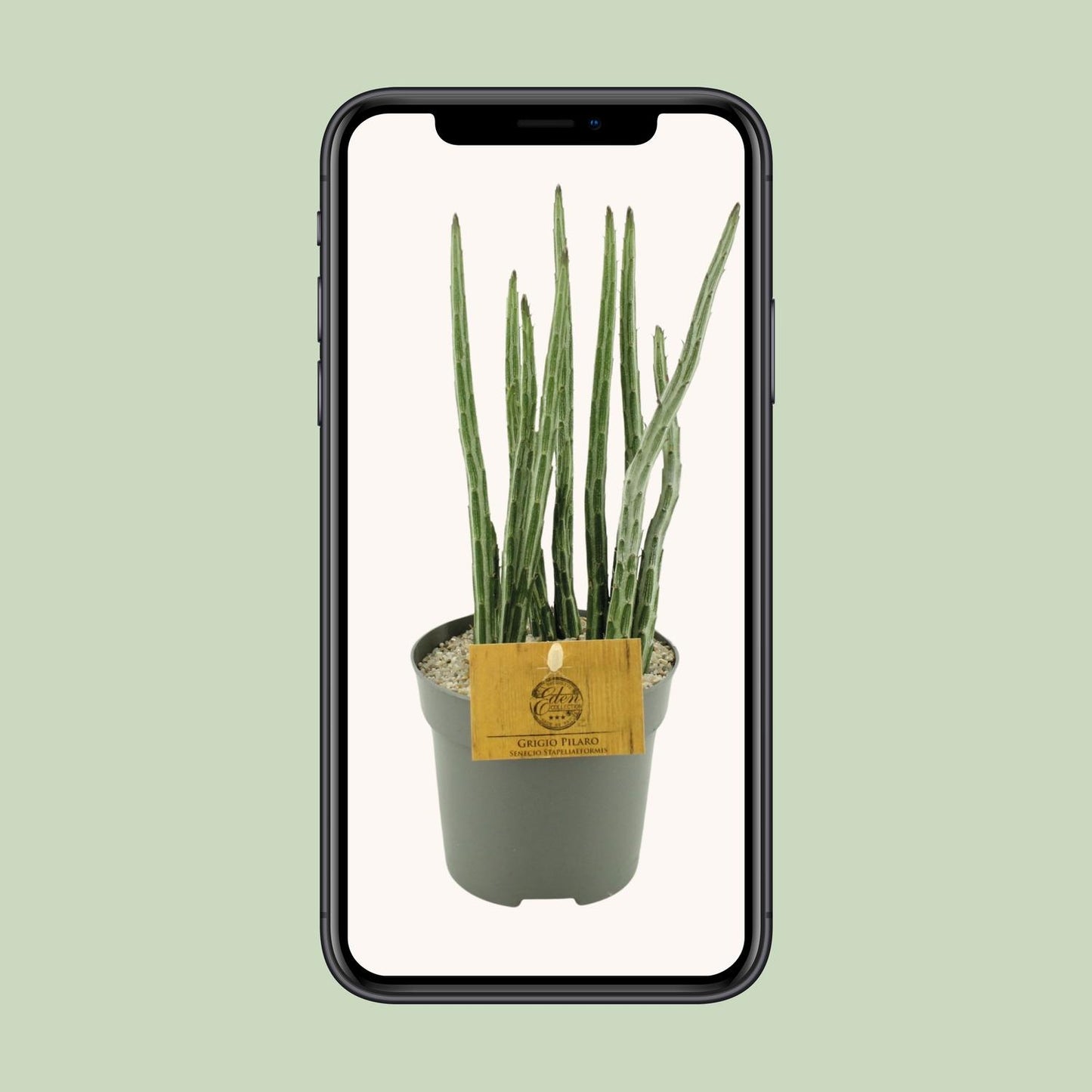 Senecio Stapeliaeformis - Ø10,5cm - ↕15cm - Pflanzfix24