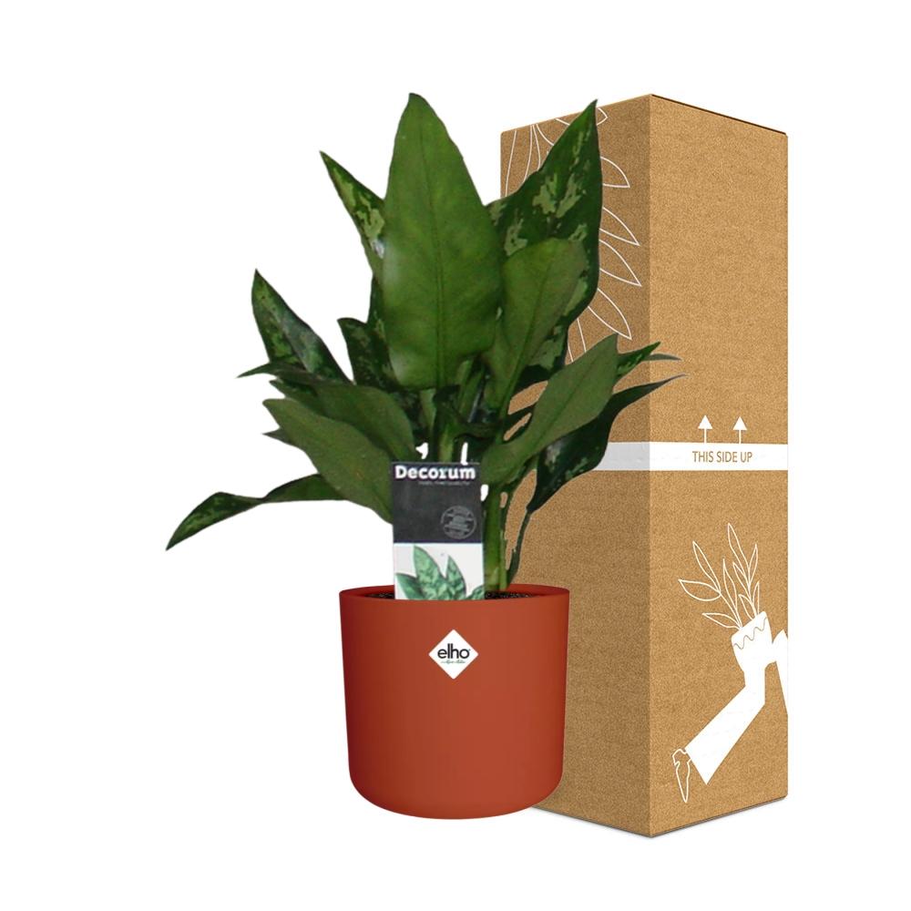 Aglaonema Maria in ELHO b.for soft rond 14cm brique - Pflanzfix24