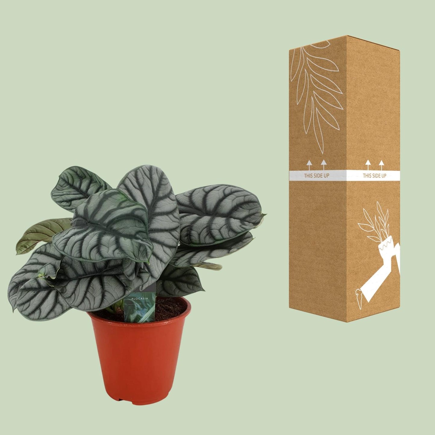 Alocasia Silver Dragon - Ø19cm - ↕45cm von Pflanzfix24